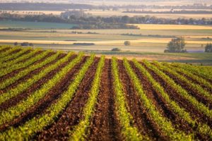 הסיכונים ברכישת קרקע חקלאית להשקעה | בנאי - שמאות מקרקעין
